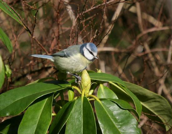 Blue Tit <i>Cyanistes caeruleus</i>