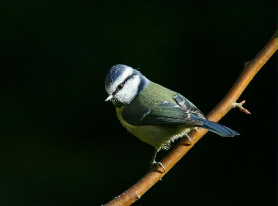 Blue Tit <i>Cyanistes caeruleus</i>
