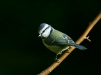 blue_tit-22