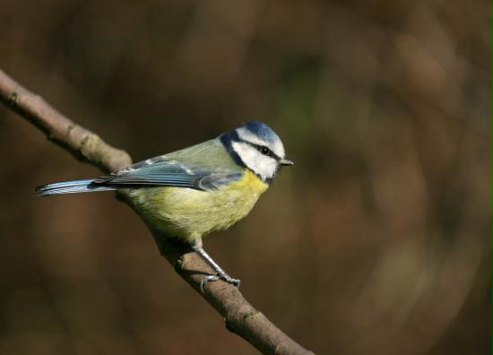 Blue Tit <i>Cyanistes caeruleus</i>