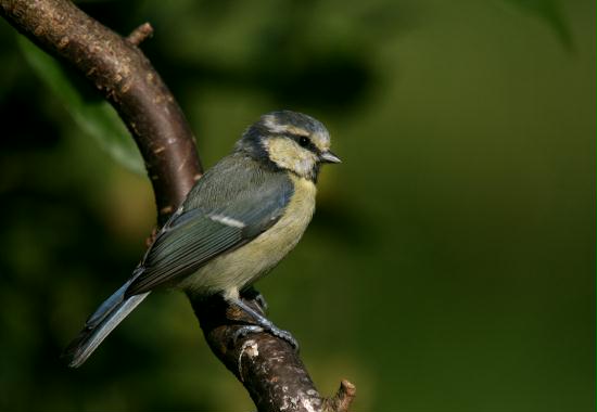 Blue Tit <i>Cyanistes caeruleus</i>