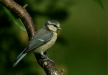 blue_tit-24