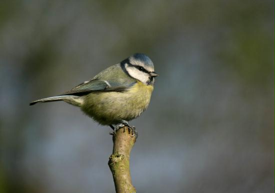 Blue Tit <i>Cyanistes caeruleus</i>