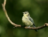 blue_tit-26