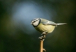 blue_tit-27