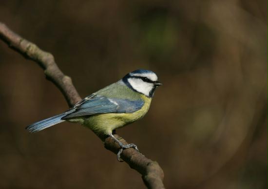 Blue Tit <i>Cyanistes caeruleus</i>