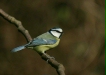 blue_tit-28