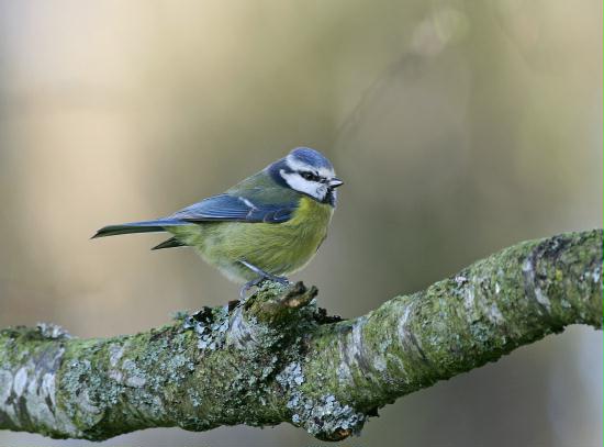 Blue Tit <i>Cyanistes caeruleus</i>