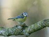 blue_tit-29