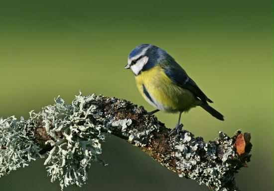 Blue Tit <i>Cyanistes caeruleus</i>