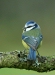 blue_tit-31