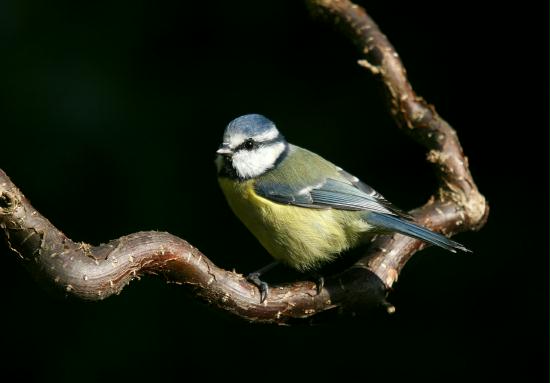 Blue Tit <i>Cyanistes caeruleus</i>
