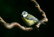 blue_tit-33