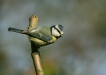 blue_tit-34