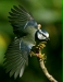 blue_tit-35