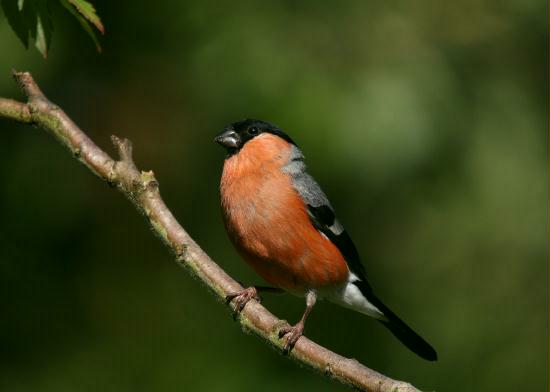 Bullfinch <i>Pyrrhula pyrrhula</i>