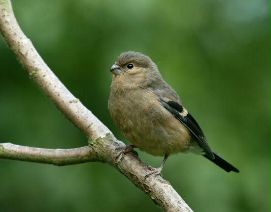 Bullfinch <i>Pyrrhula pyrrhula</i>