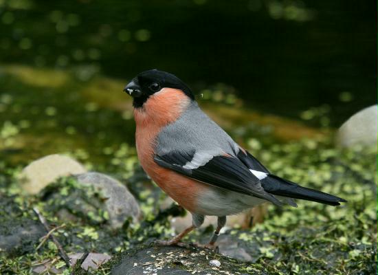 Bullfinch <i>Pyrrhula pyrrhula</i>