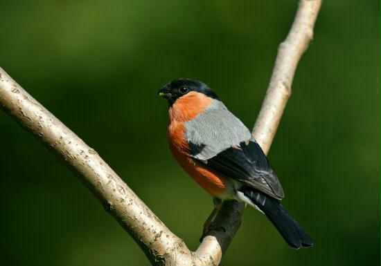 Bullfinch <i>Pyrrhula pyrrhula</i>