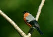 Bullfinch