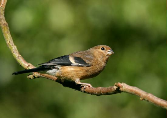 Bullfinch <i>Pyrrhula pyrrhula</i>