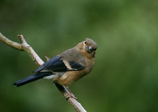 Bullfinch <i>Pyrrhula pyrrhula</i>