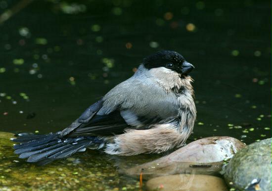 Bullfinch <i>Pyrrhula pyrrhula</i>