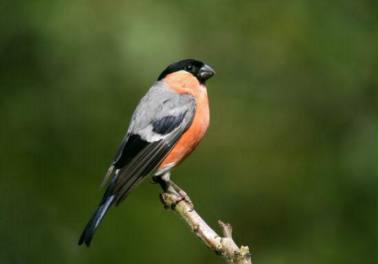 Bullfinch <i>Pyrrhula pyrrhula</i>