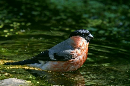 Bullfinch <i>Pyrrhula pyrrhula</i>