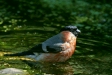 Bullfinch