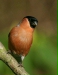 Bullfinch
