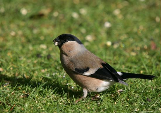 Bullfinch <i>Pyrrhula pyrrhula</i>
