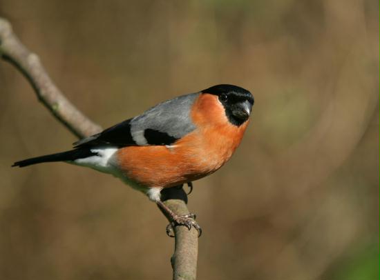 Bullfinch <i>Pyrrhula pyrrhula</i>