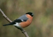 Bullfinch