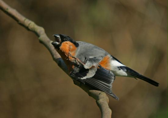 Bullfinch <i>Pyrrhula pyrrhula</i>
