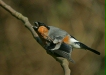 Bullfinch