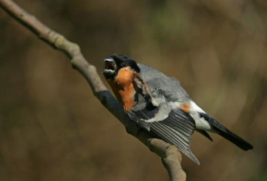 Bullfinch <i>Pyrrhula pyrrhula</i>