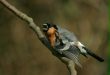 Bullfinch