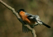 Bullfinch
