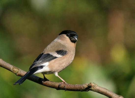 Bullfinch <i>Pyrrhula pyrrhula</i>