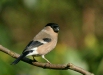 Bullfinch