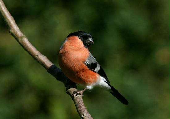 Bullfinch <i>Pyrrhula pyrrhula</i>