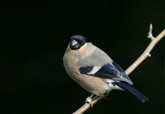 Bullfinch <i>Pyrrhula pyrrhula</i>
