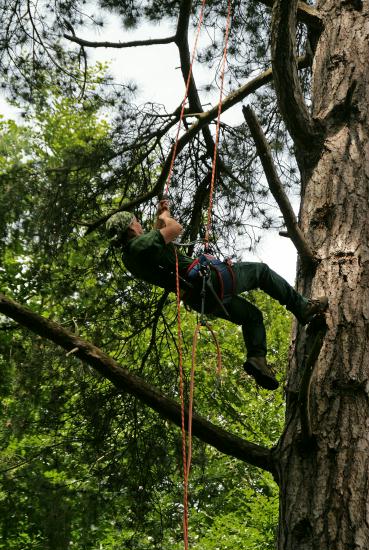 Ringing Buzzard chicks