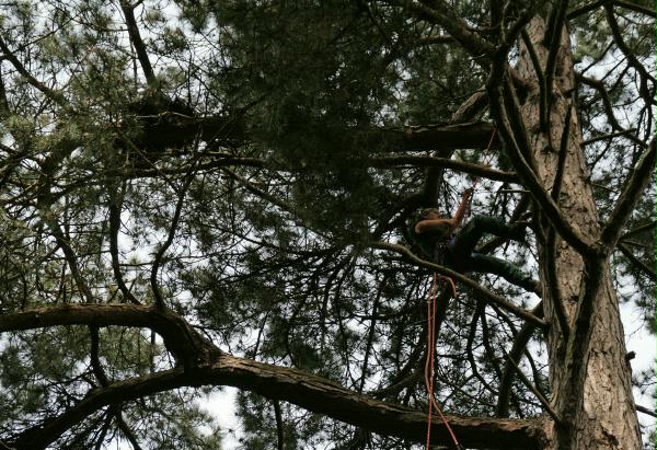 Ringing Buzzard chicks