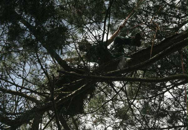Ringing Buzzard chicks