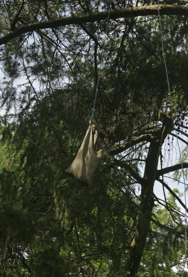 Ringing Buzzard chicks