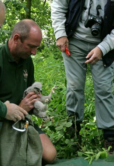 Ringing Buzzard chicks