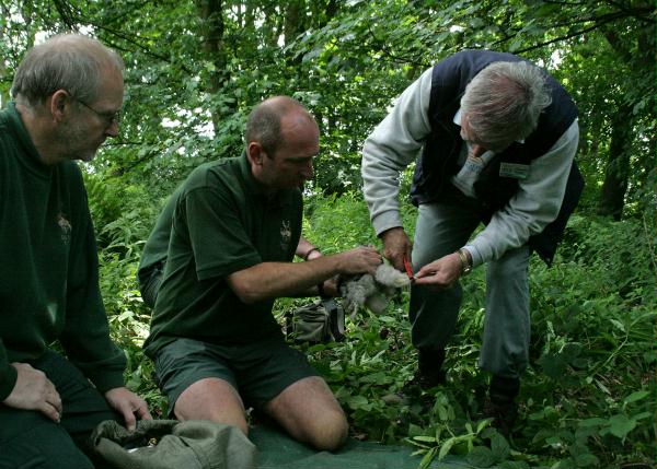 Ringing Buzzard chicks
