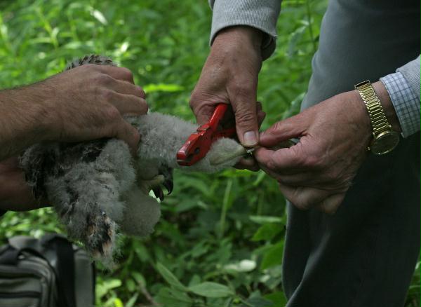 Ringing Buzzard chicks